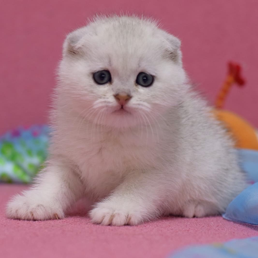 Scottish Fold kitten