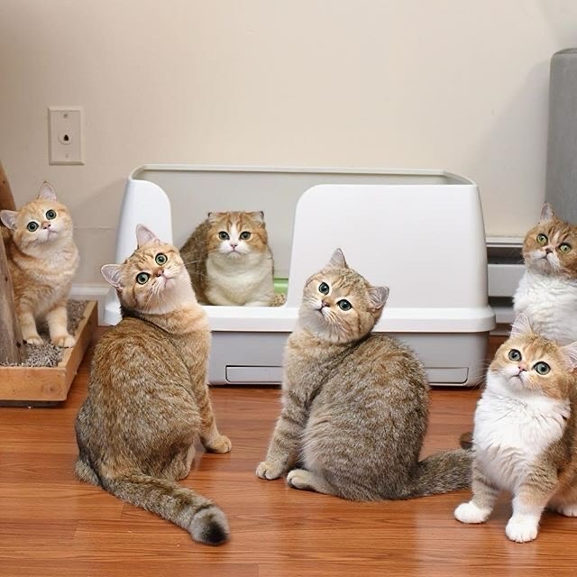 Scottish Fold, British Shorthair and Munchkin cattery