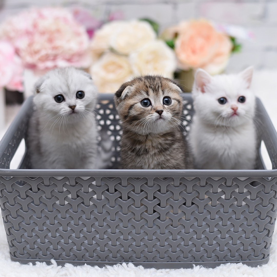Scottish Fold kitten
