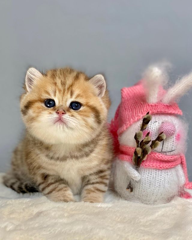 Kitten health and care