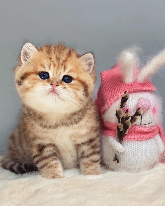 Baby Girl British Shorthair kitten