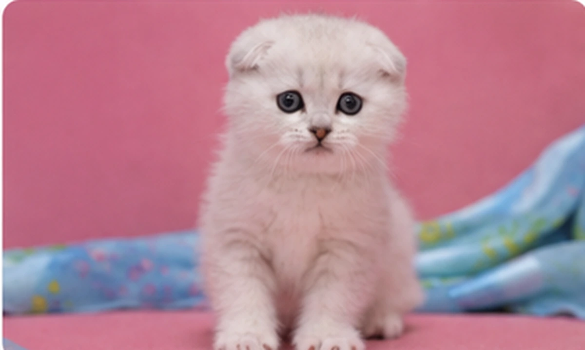 Bateau Scottish Fold kitten