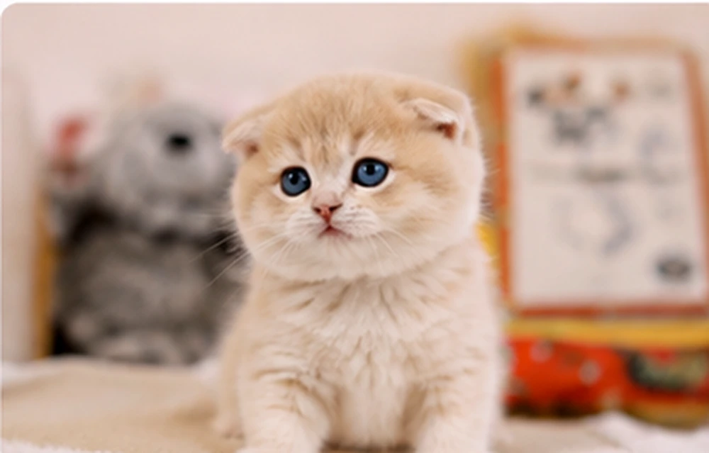 Bubbles British Shorthair kitten