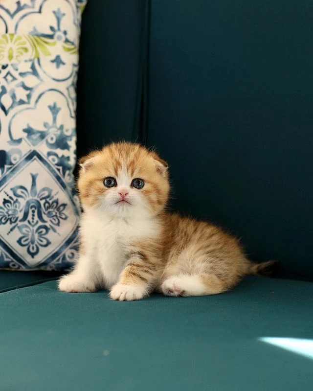 Buzz~Buzz Munchkin kitten
