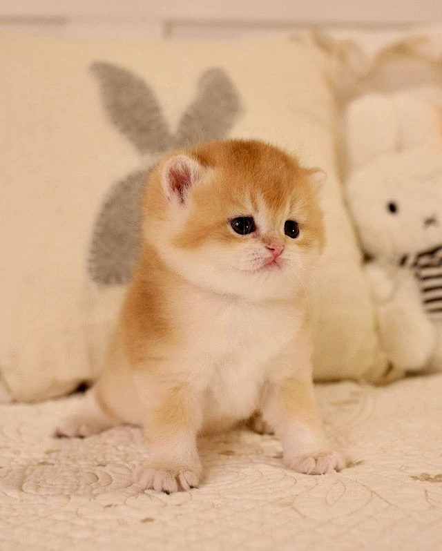 Clover British Shorthair kitten