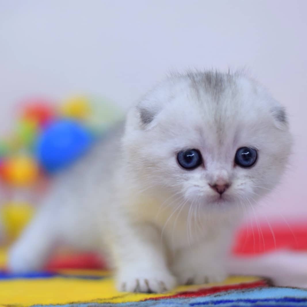 Cocker Scottish Fold kitten