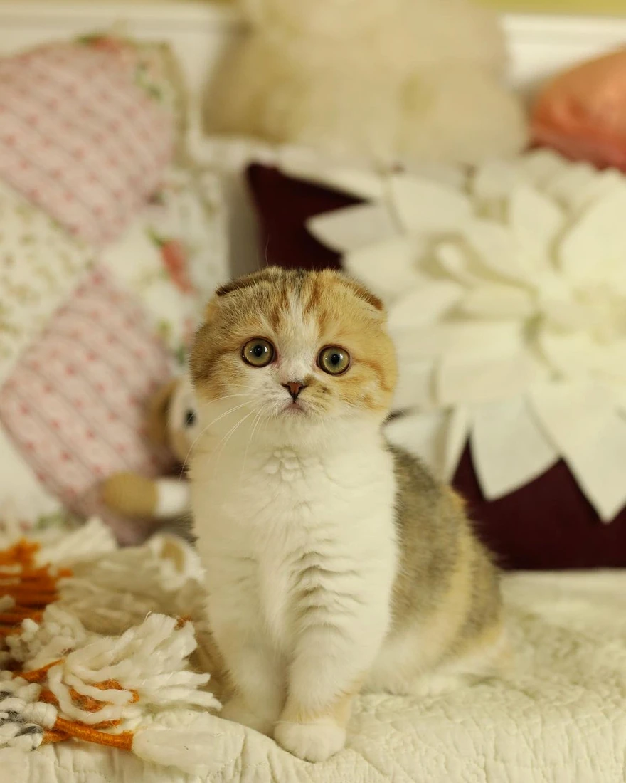 Coco Munchkin kitten