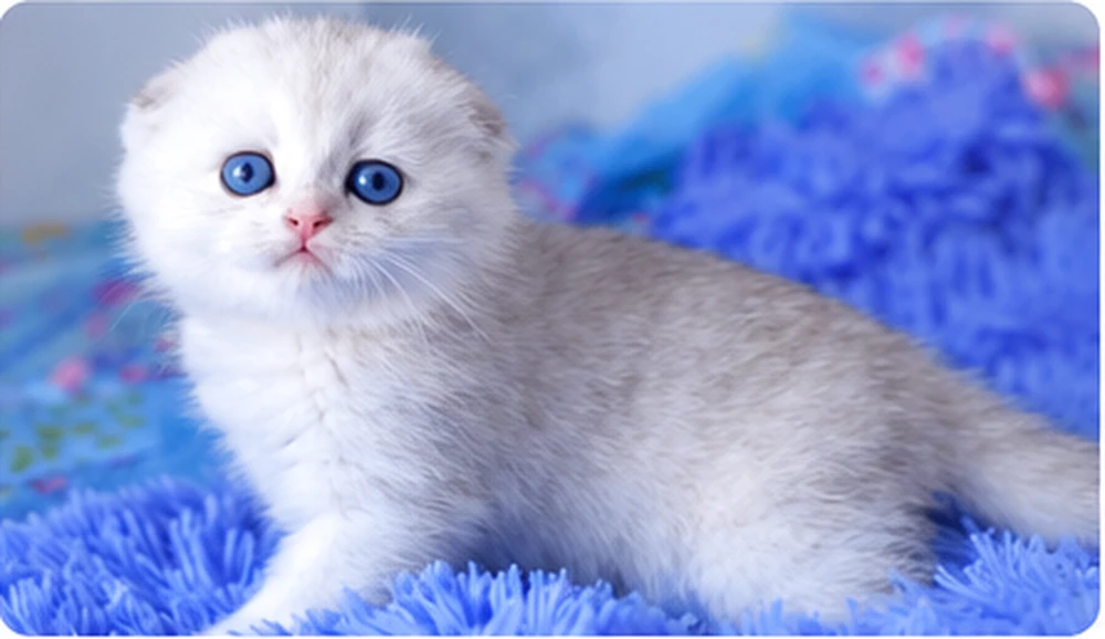 Cookies Scottish Fold kitten