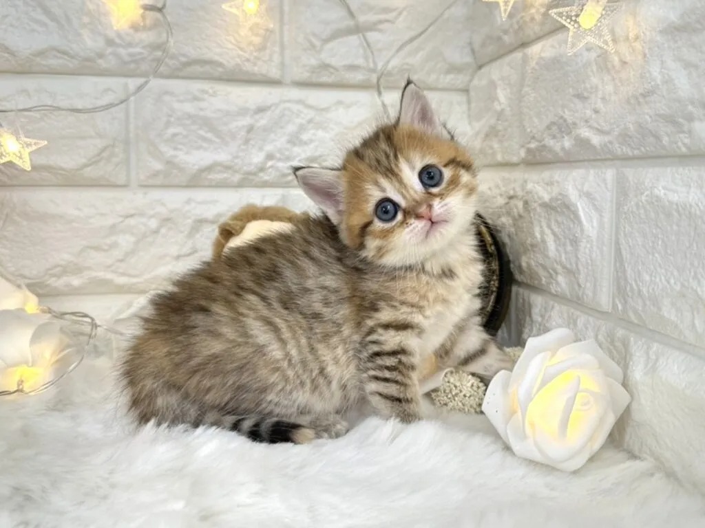 Daisy Minuet kitten
