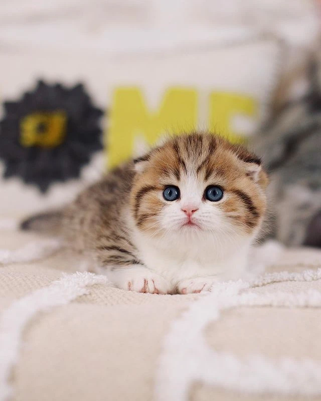 Elsa Munchkin kitten