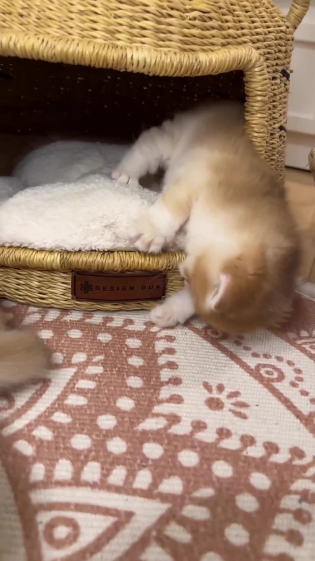 Emmanuel British Shorthair kitten