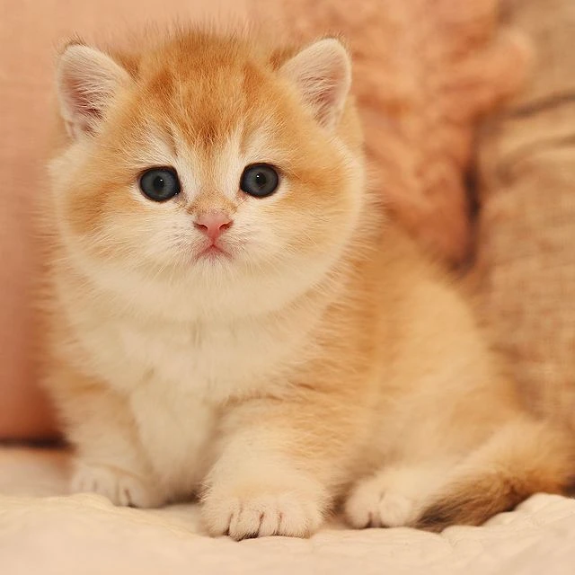 Figgy British Shorthair kitten