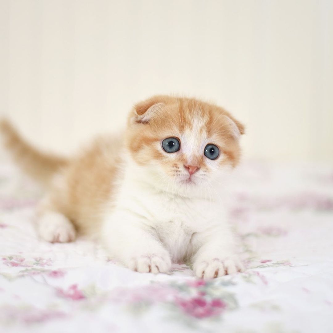 Hooby Scottish Fold kitten