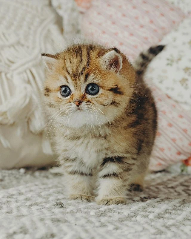 Kuzi British Shorthair kitten
