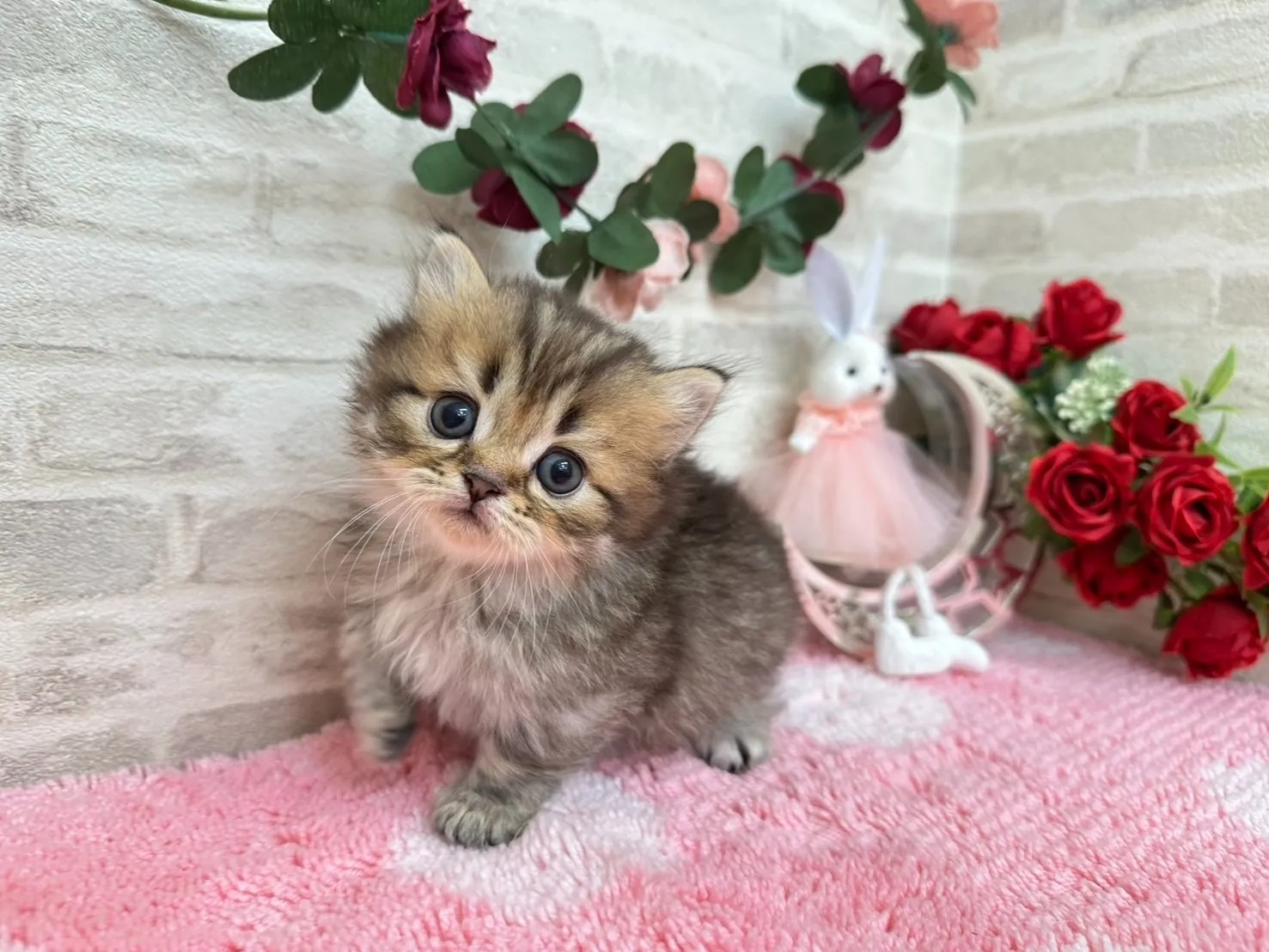 Leo Minuet kitten