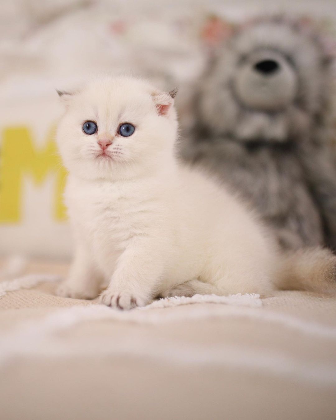 Mei British Shorthair kitten