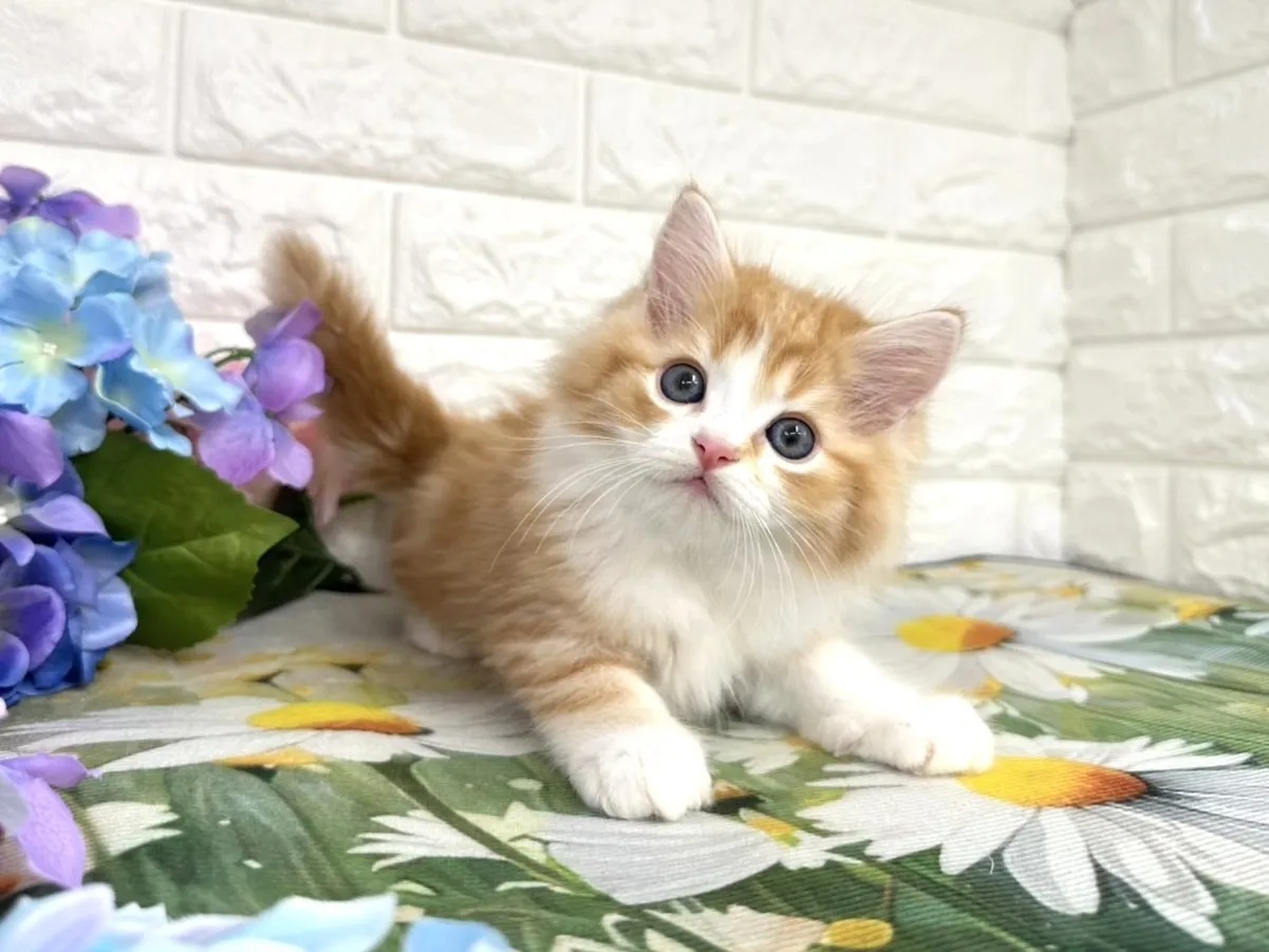 Oliver Munchkin kitten