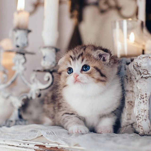 Pistachio Scottish Fold kitten